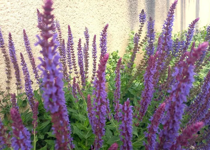 Le Clos D'ondres-spa *