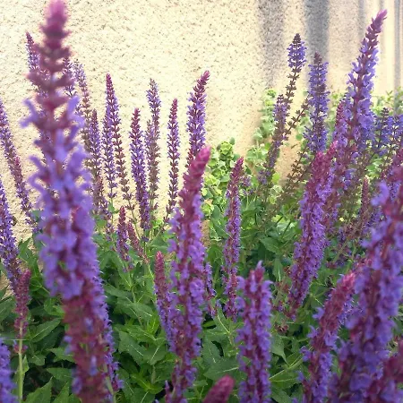 Le Clos D'ondres-spa *